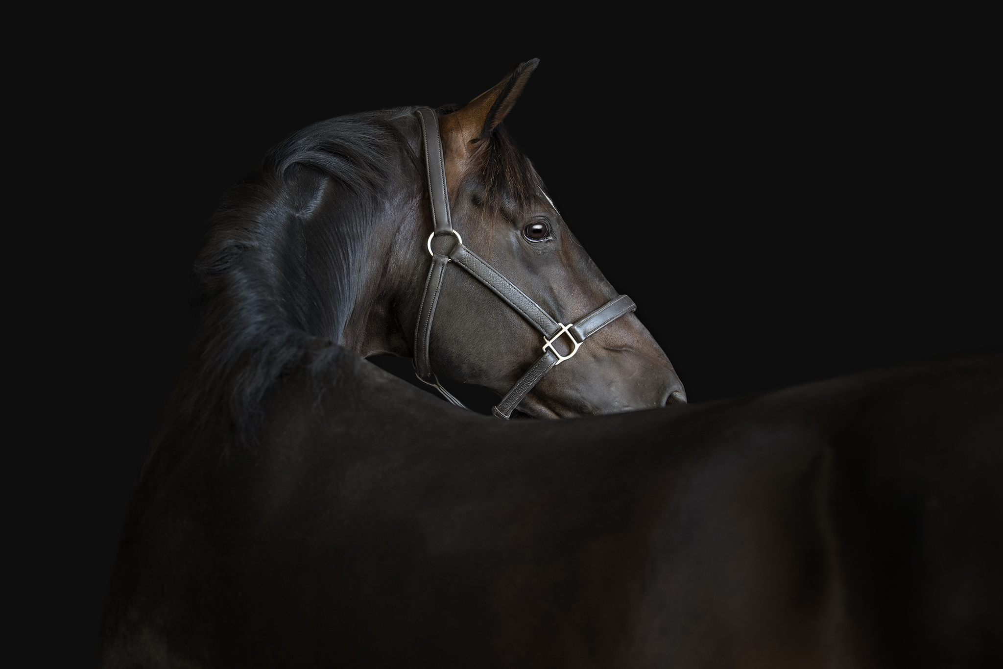 Stallion Services and Broodmares for sale